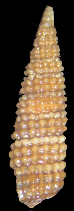 Cerithiopsis??